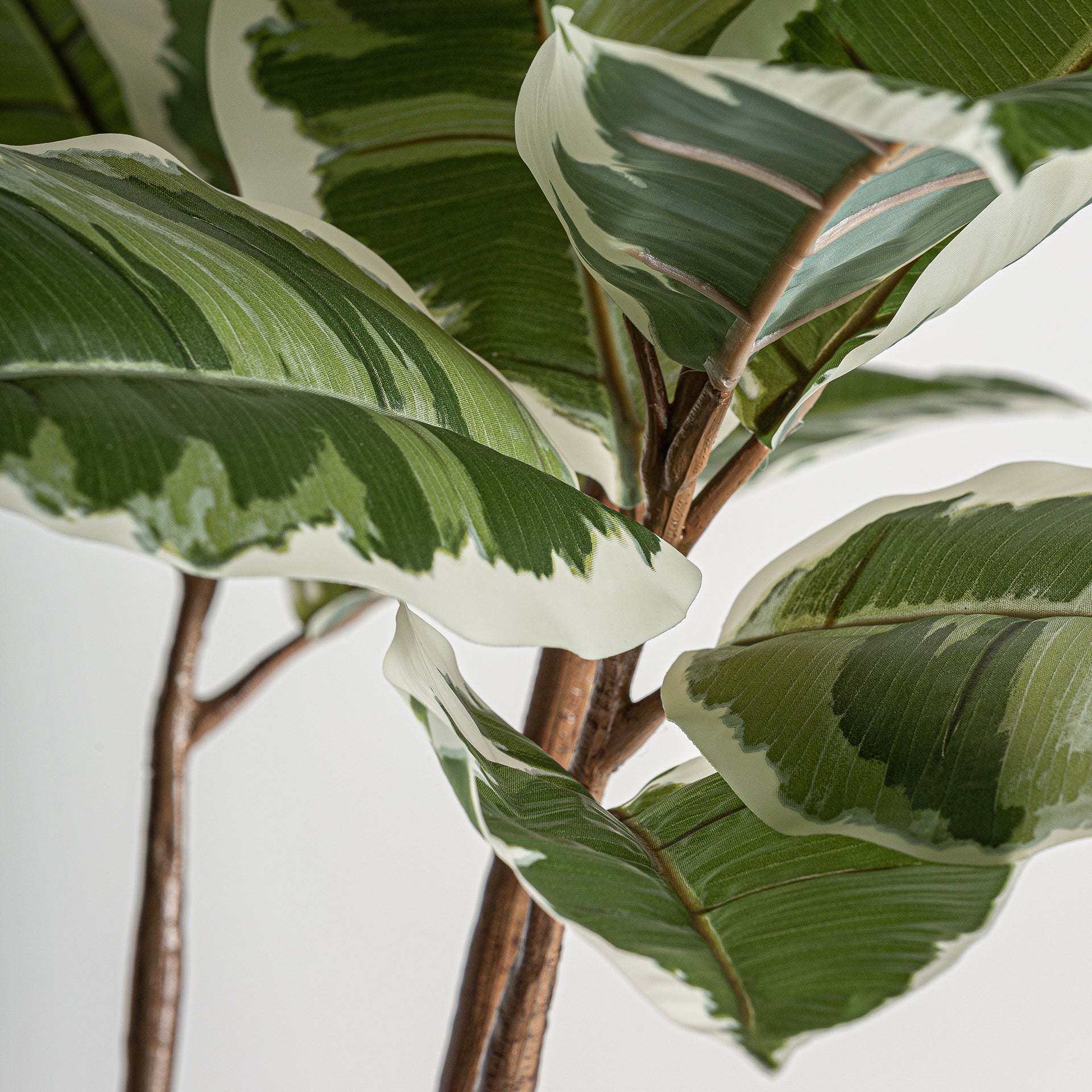 ROBLE BLANCO PLANT